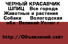 ЧЕРНЫЙ КРАСАВЧИК ШПИЦ - Все города Животные и растения » Собаки   . Вологодская обл.,Великий Устюг г.